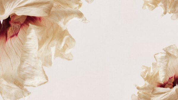 Fotobehang Wapperende bloemblaadjes