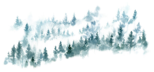 Fotobehang Mistig naaldbos