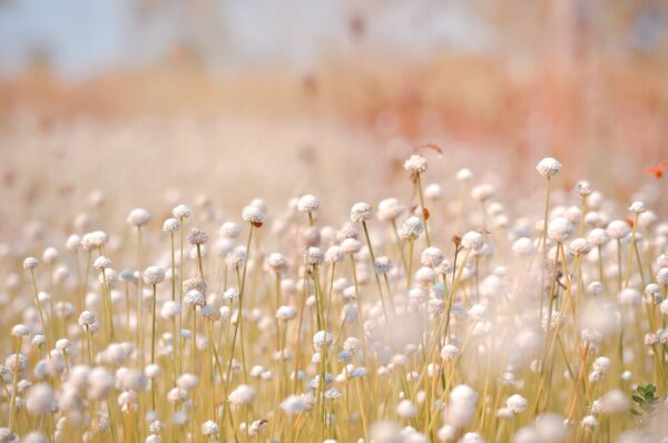 Fotobehang Bloemendroom
