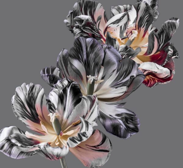 Fotobehang Bloemenexplosie