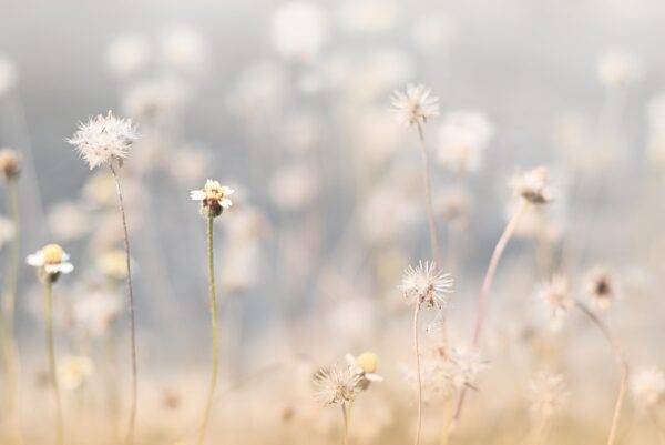 Fotobehang Fluistering van de weide
