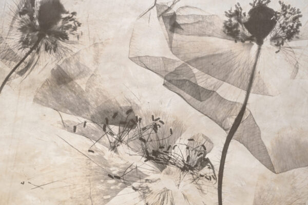 Fotobehang Paardenbloemen in sepia - De transparantie van de natuur