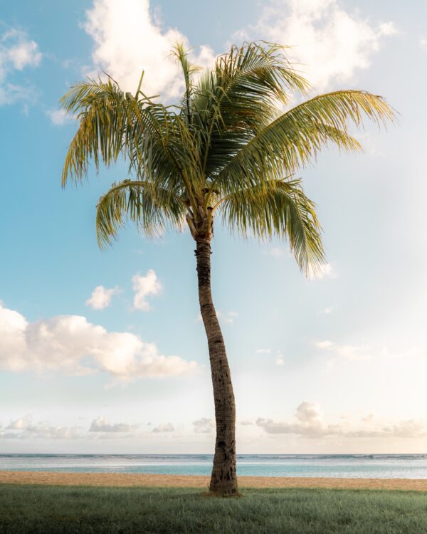 Fotobehang Exotische palm