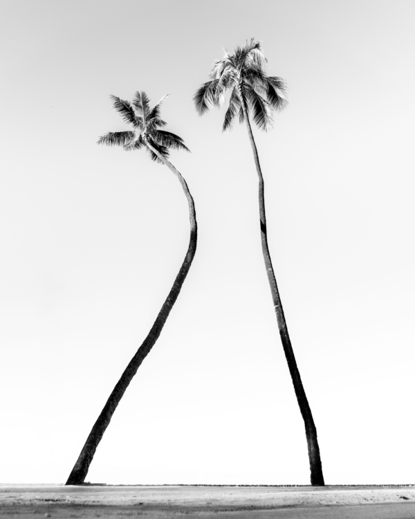 Fotobehang Tropisch minimalisme