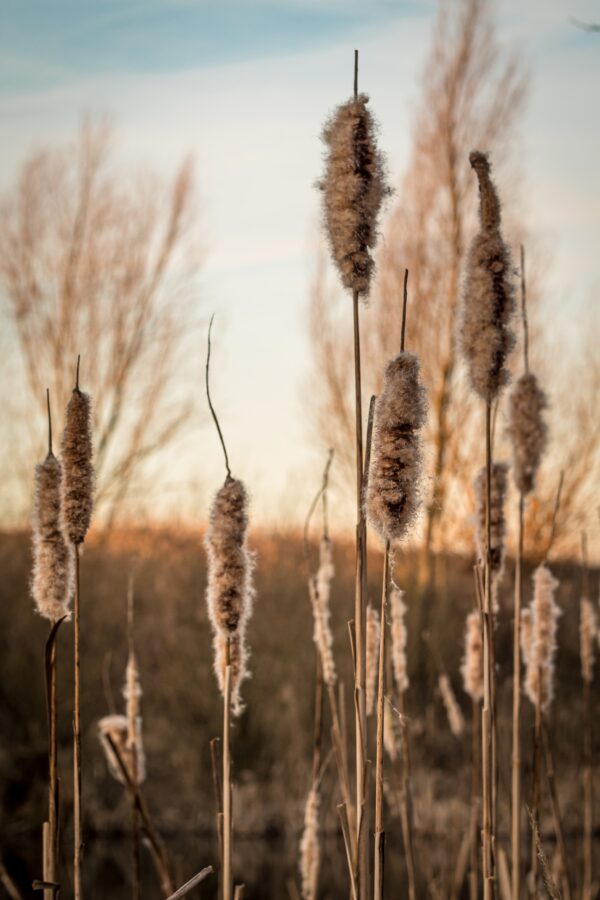 Fotobehang Het idyllische geritsel van riet