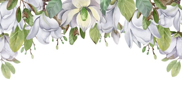 Fotobehang Magnolia's op een witte achtergrond