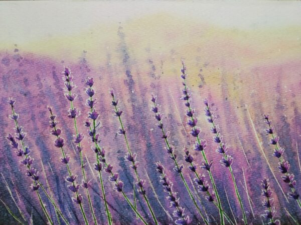 Fotobehang Provençaalse lavendel
