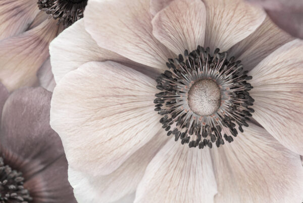 Fotobehang Het innerlijk van een bloem: de schoonheid van de natuur