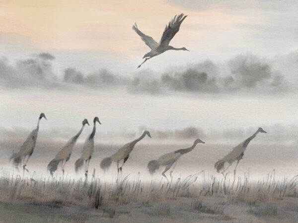 Fotobehang Mistige vlucht van de kraanvogels