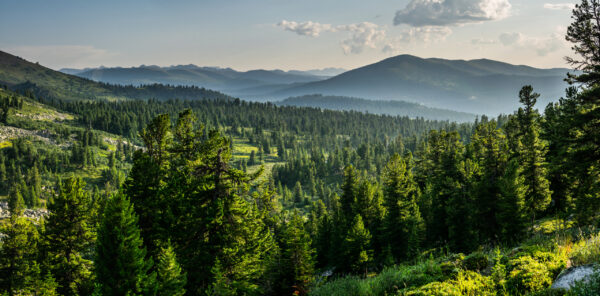 Fotobehang Bergsparrenbos